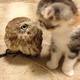 Image for article titled When a Cat and an Owl Develop a Beautiful Friendship